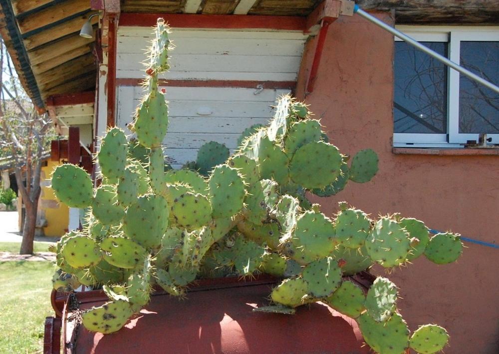 Posada Tresmentiras Aldeanueva del Camino Ngoại thất bức ảnh
